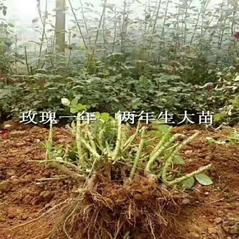 大花月季玫瑰老桩，1～3生，四季开花带香味