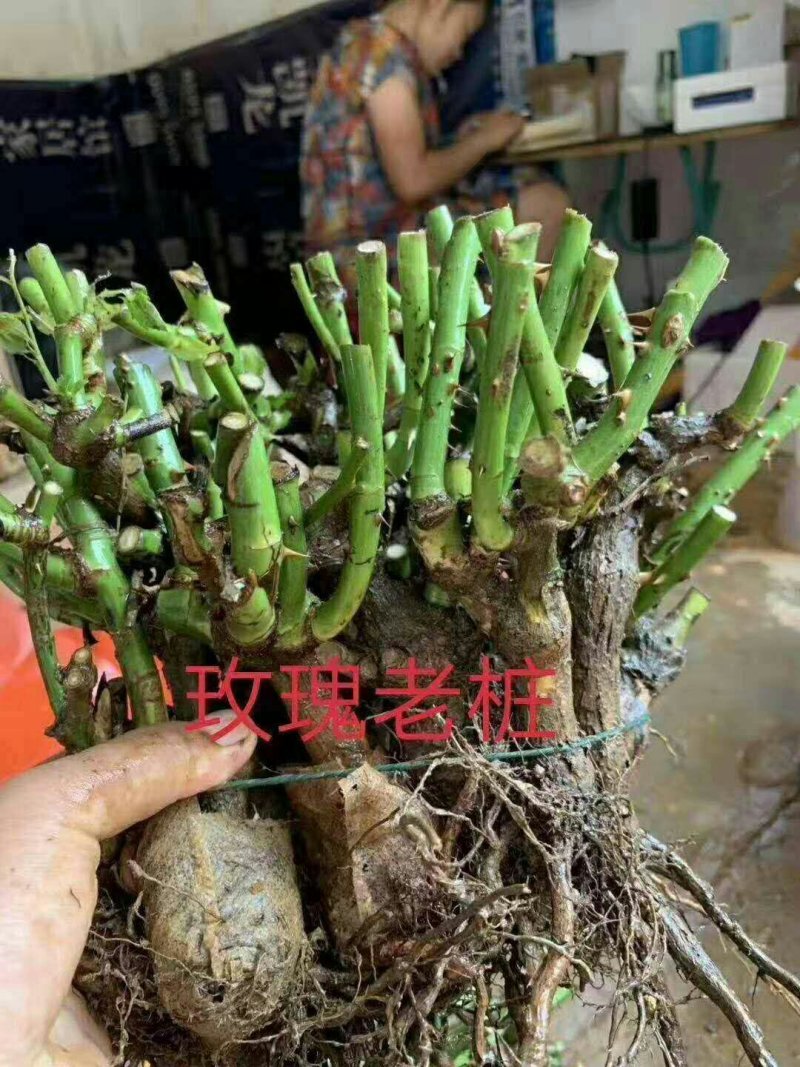 大花月季玫瑰老桩，1～3生，四季开花带香味