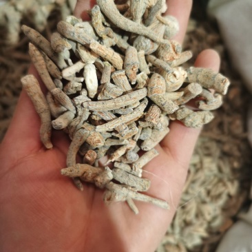 振兴药材批发供应三七根规格齐全保质保量常年供应诚