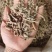 振兴药材批发供应三七根规格齐全保质保量常年供应诚