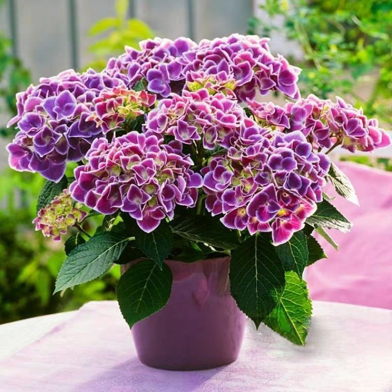 无尽夏绣球花苗，耐寒变色绣球花，当年开花颜色，季节变化