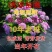无尽夏绣球花苗，耐寒变色绣球花，当年开花颜色，季节变化