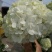 无尽夏绣球花苗，耐寒变色绣球花，当年开花颜色，季节变化