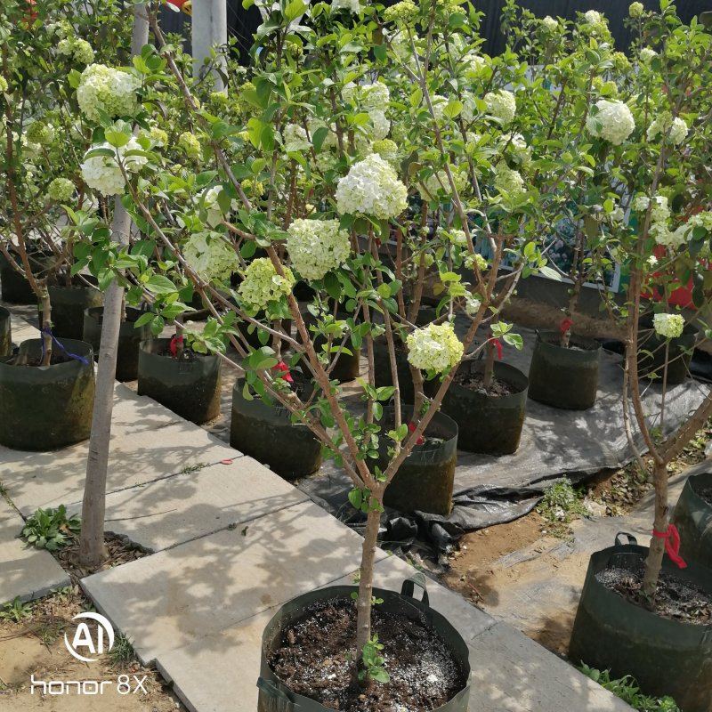 无尽夏绣球花苗，耐寒变色绣球花，当年开花颜色，季节变化