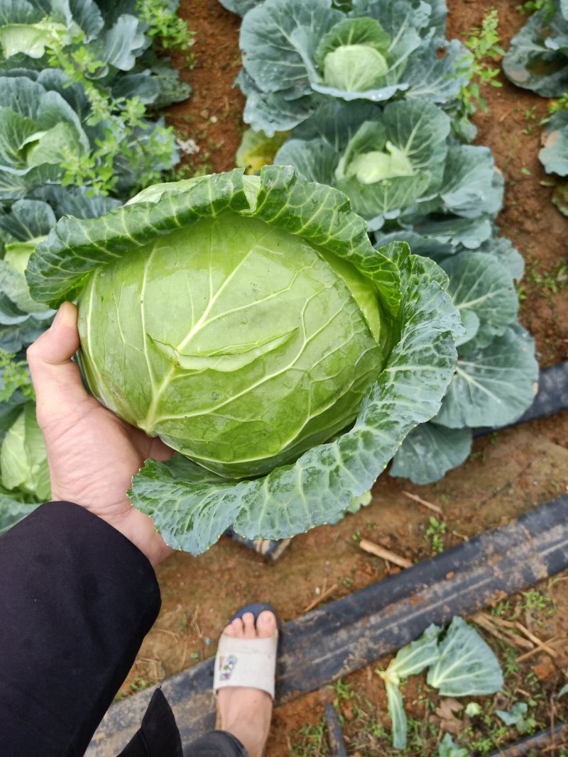 靓包菜