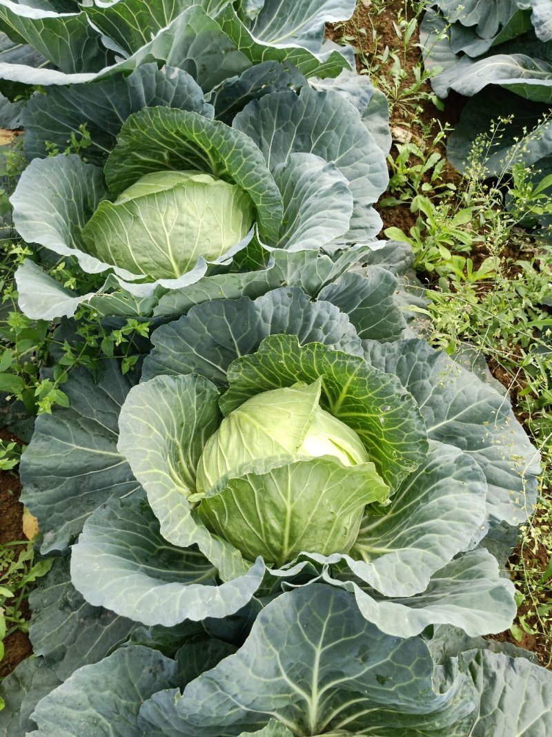 靓包菜