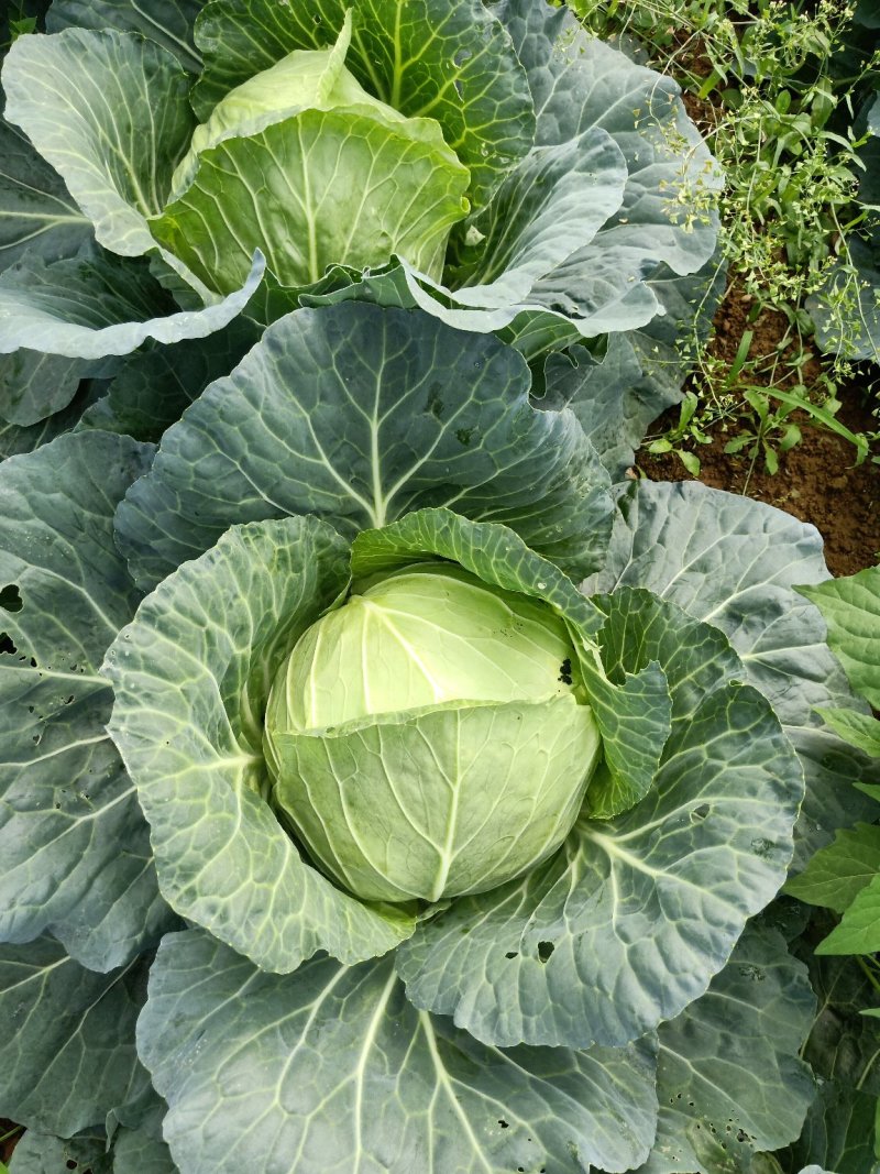 靓包菜