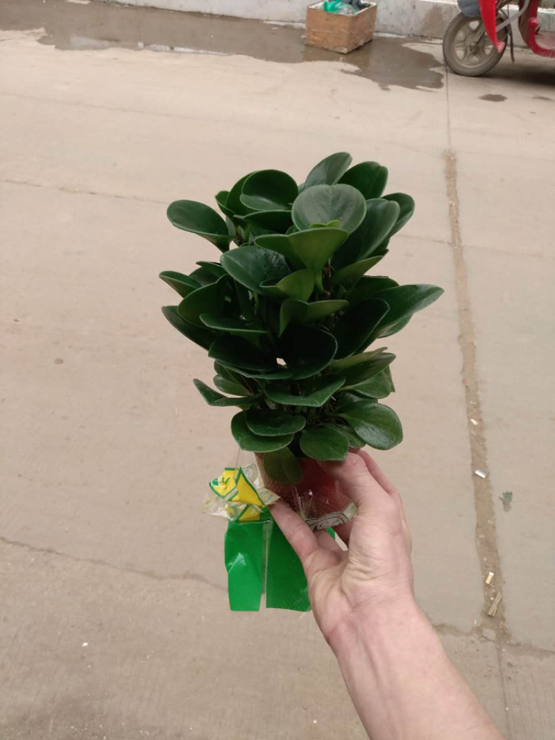 碧玉，特级靓货，好好先生园艺
