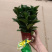 碧玉，特级靓货，好好先生园艺
