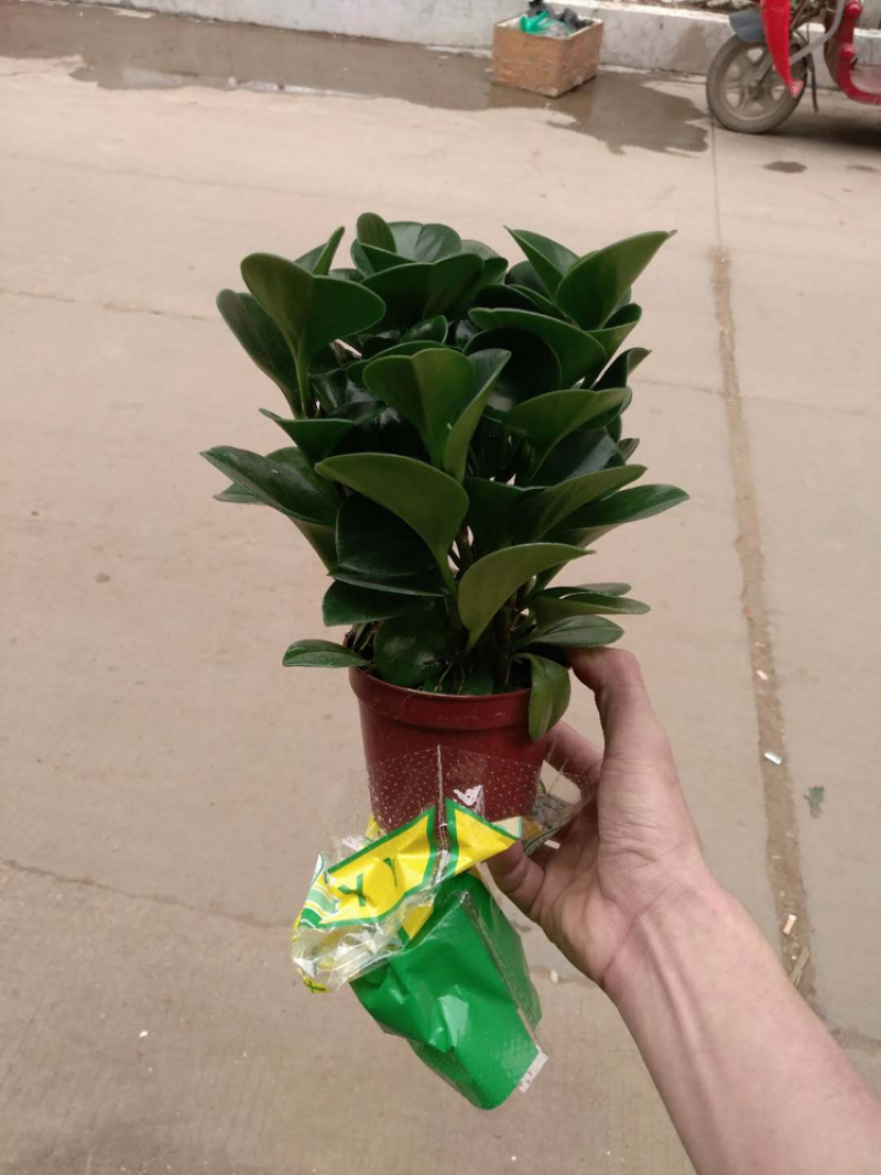 碧玉，特级靓货，好好先生园艺