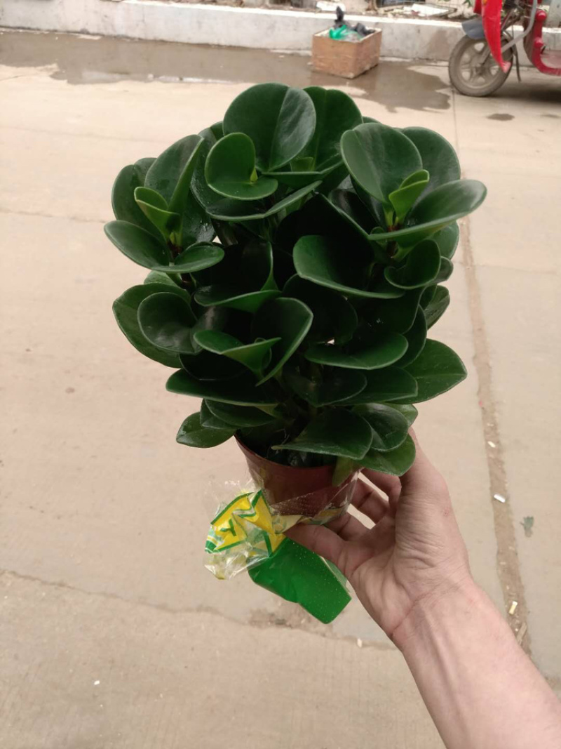 碧玉，特级靓货，好好先生园艺