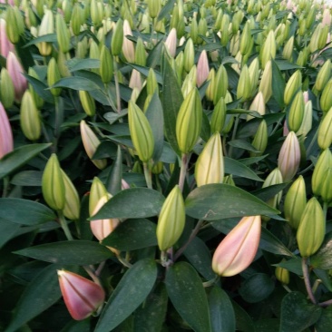 香水百合，亚百花期长香味芬芳规格齐全价格合理发货及时