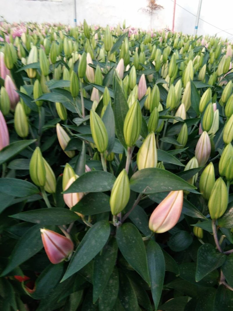香水百合，亚百花期长香味芬芳规格齐全价格合理发货及时