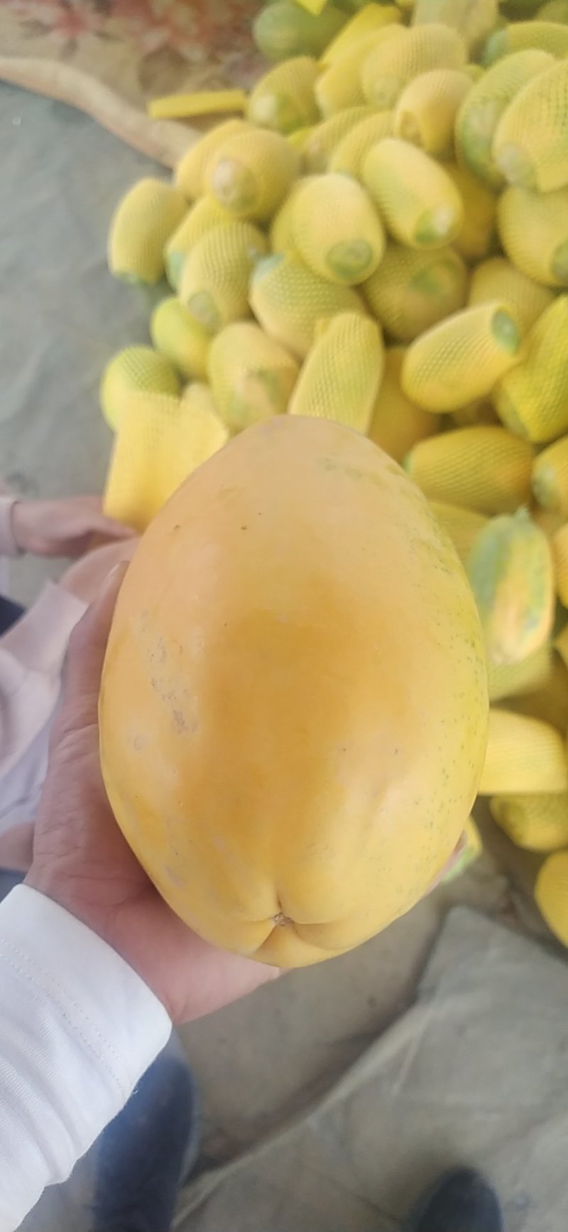 健康食品，女性吃了美容，丰满，孕妇吃有奶汁，靓木瓜。