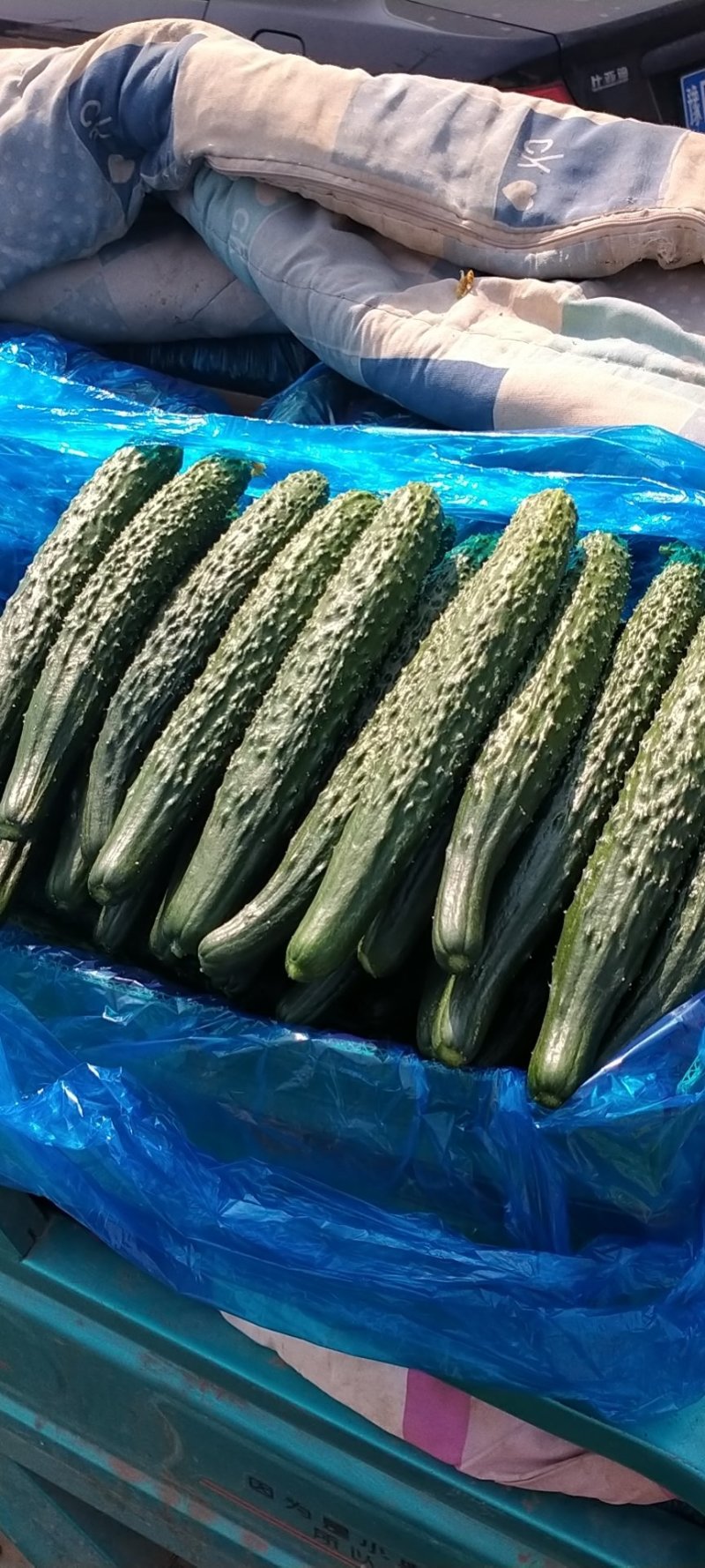 黄瓜蔬菜基地直达，优质黄瓜，滑县发货，货源充足，包品种