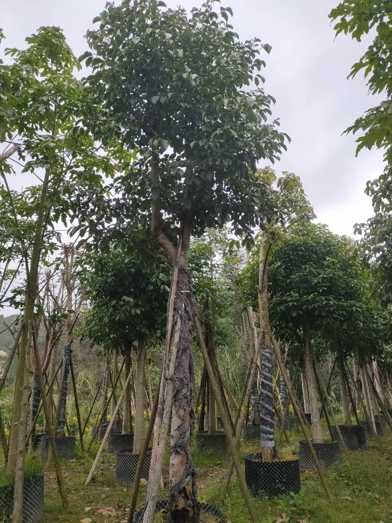秋枫