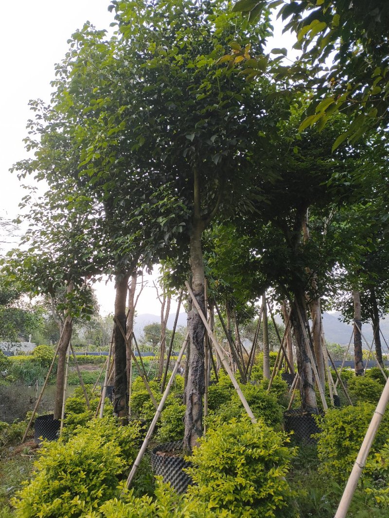 秋枫