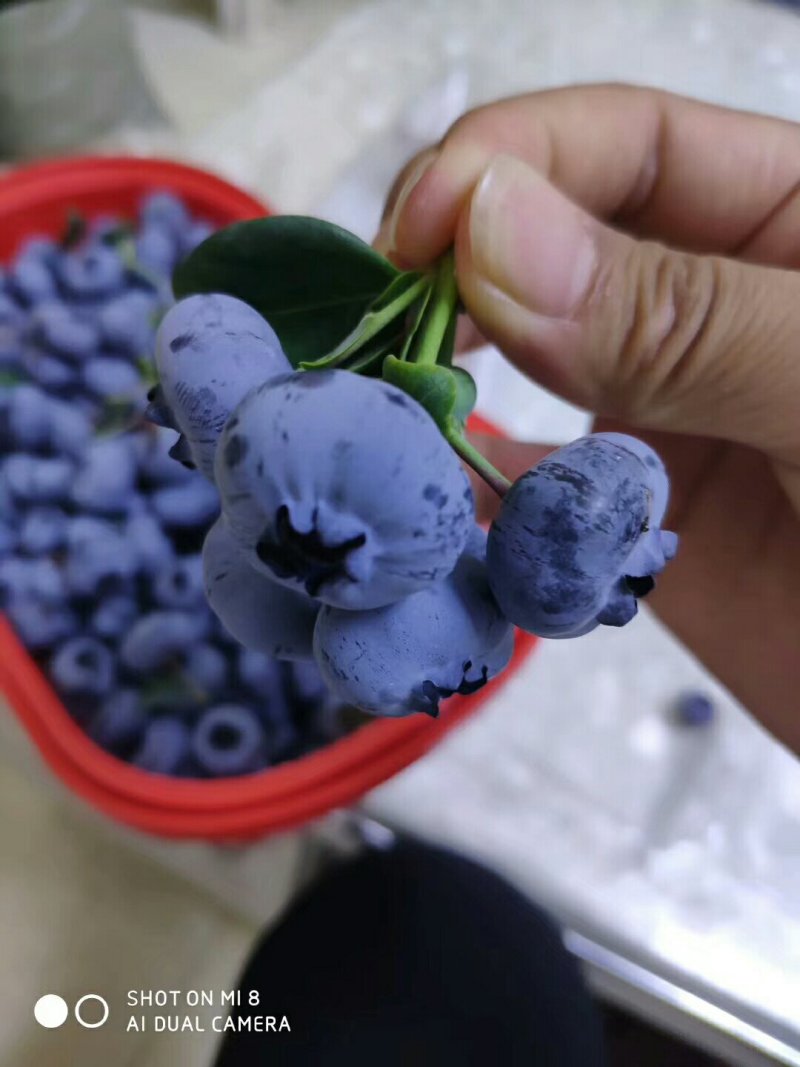 蓝莓