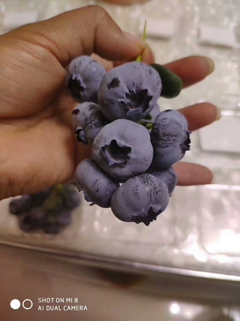 蓝莓