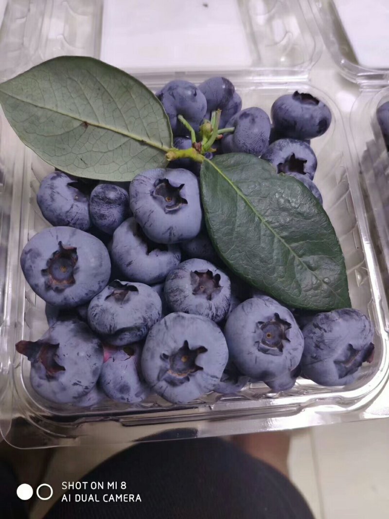 蓝莓