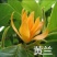 正品嫁接黄角兰白兰花，带土球发货，白兰花黄