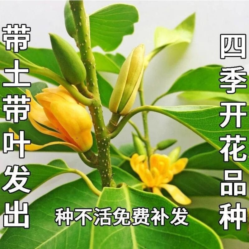 正品嫁接黄角兰白兰花，带土球发货，白兰花黄