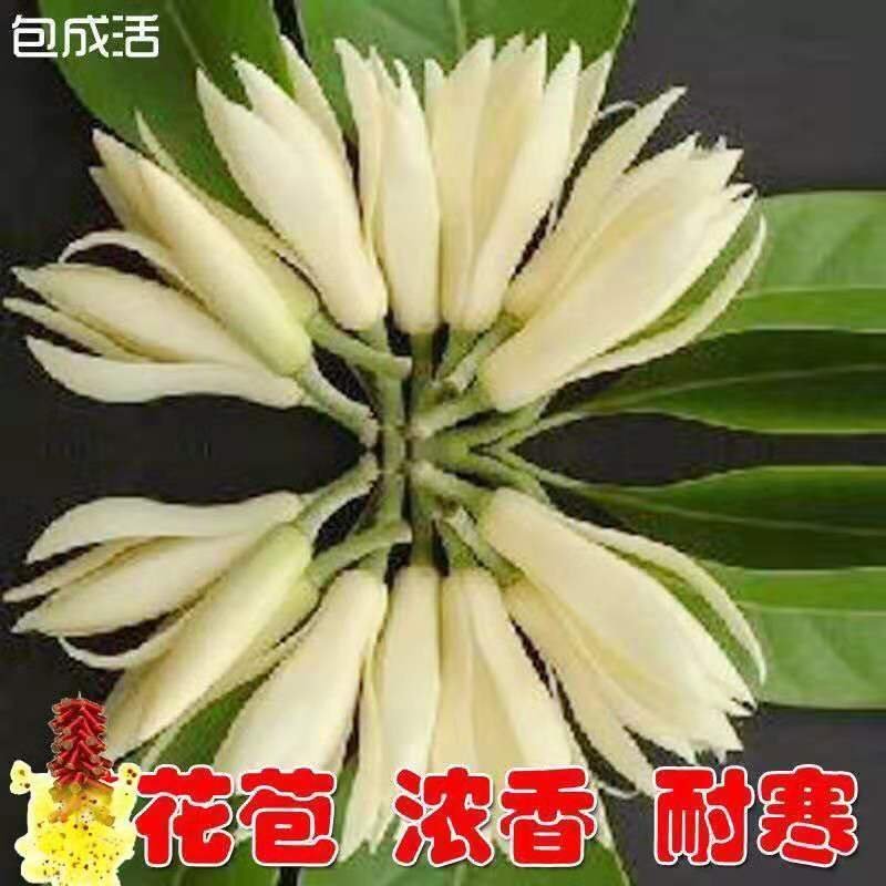 正品嫁接黄角兰白兰花，带土球发货，白兰花黄