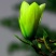 正品嫁接黄角兰白兰花，带土球发货，白兰花黄