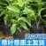 正品嫁接黄角兰白兰花，带土球发货，白兰花黄