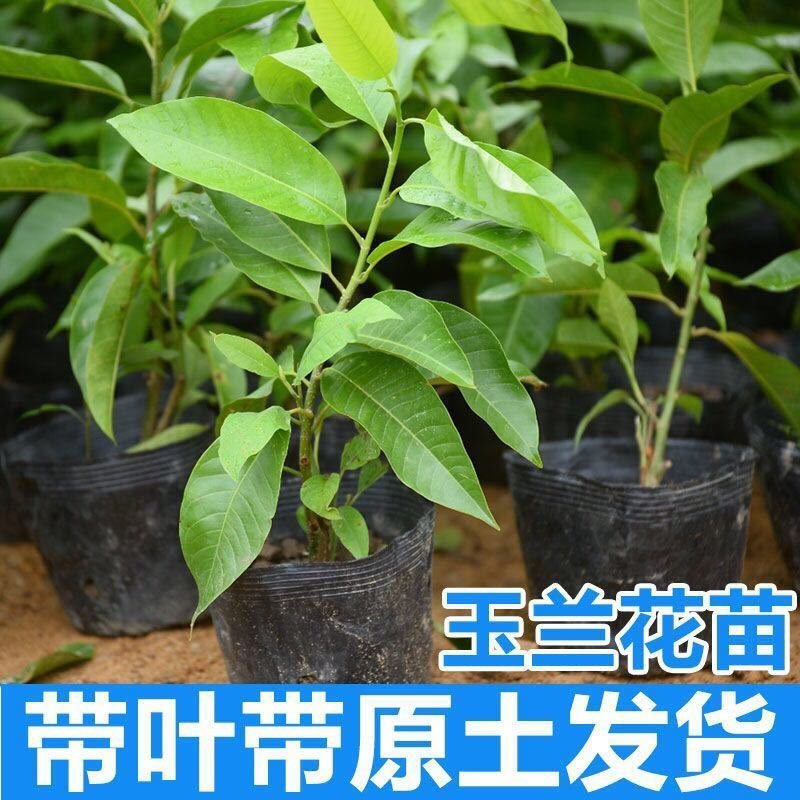正品嫁接黄角兰白兰花，带土球发货，白兰花黄