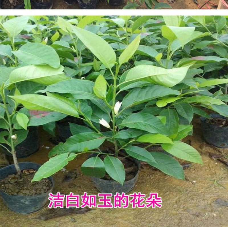 正品嫁接黄角兰白兰花，带土球发货，白兰花黄