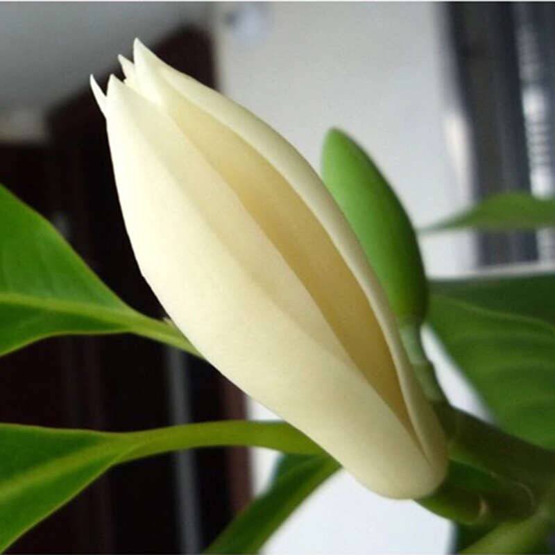 正品嫁接黄角兰白兰花，带土球发货，白兰花黄