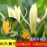 正品嫁接黄角兰白兰花，带土球发货，白兰花黄