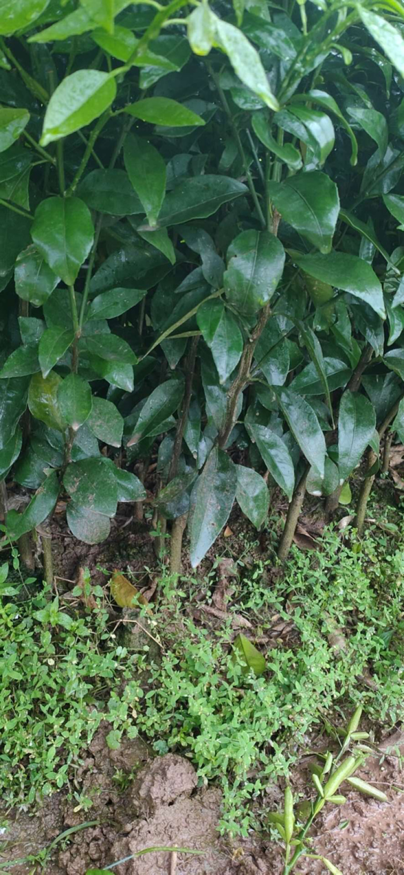 091无核沃柑苗根系发达嫁接苗种后第二年结果