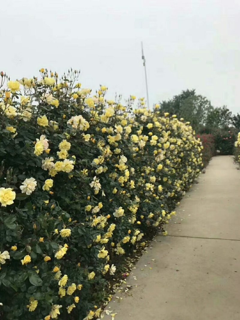 蔷薇花，可爬藤，抗旱耐冻，管理简单，花色齐全