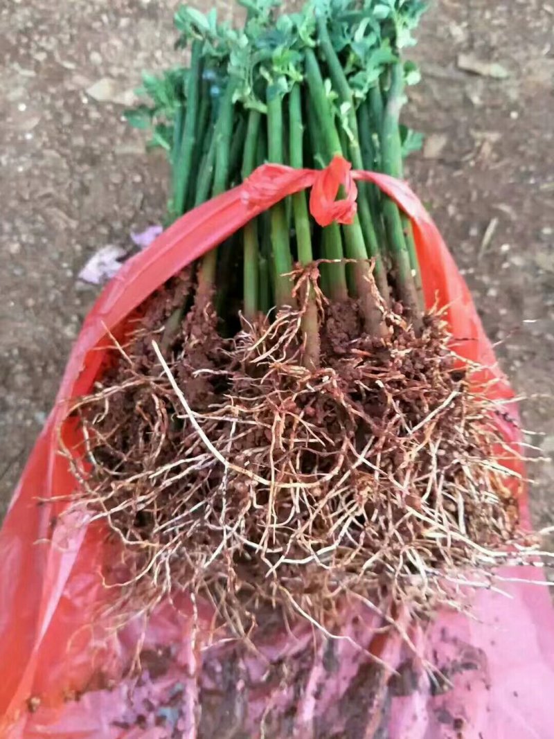 蔷薇花，可爬藤，抗旱耐冻，管理简单，花色齐全
