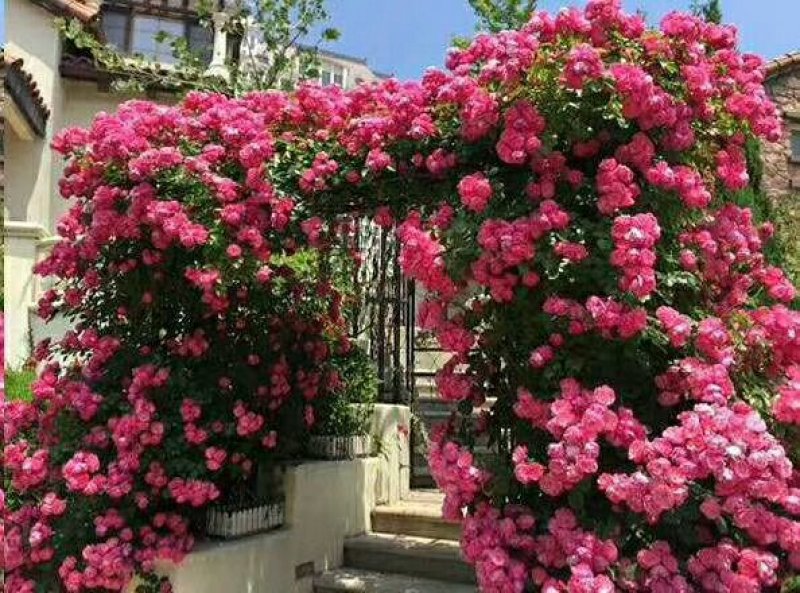 蔷薇花，可爬藤，抗旱耐冻，管理简单，花色齐全