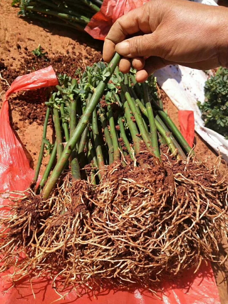蔷薇花，可爬藤，抗旱耐冻，管理简单，花色齐全