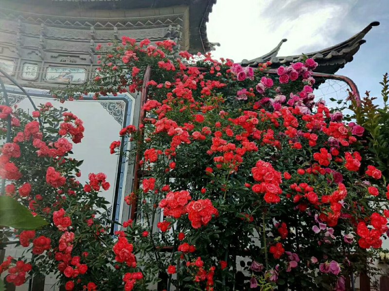 蔷薇花，可爬藤，抗旱耐冻，管理简单，花色齐全