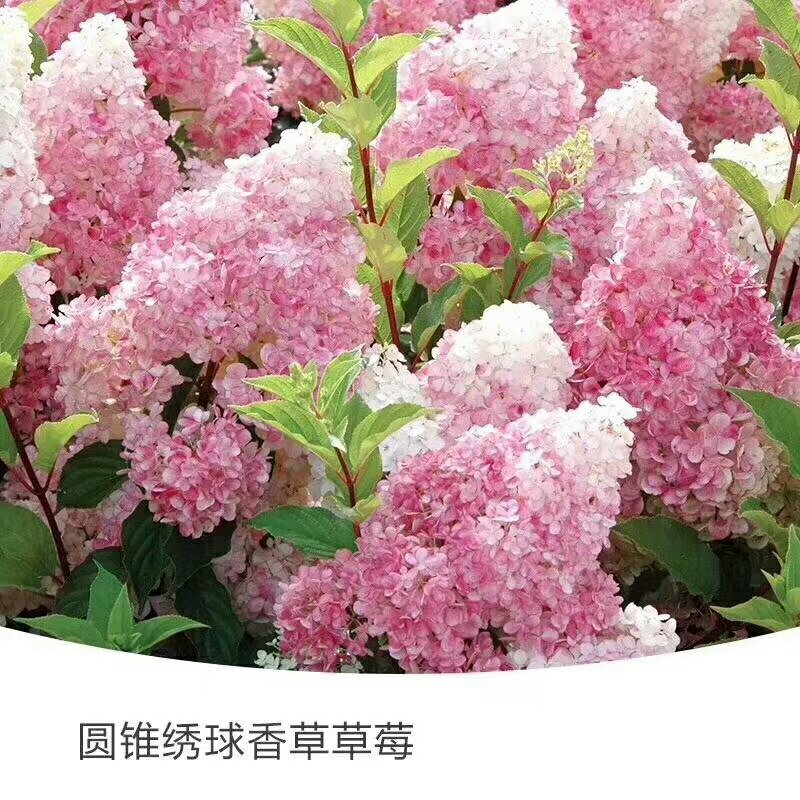 木本绣球老桩，高度可选，适应各种环境，颜色多元化
