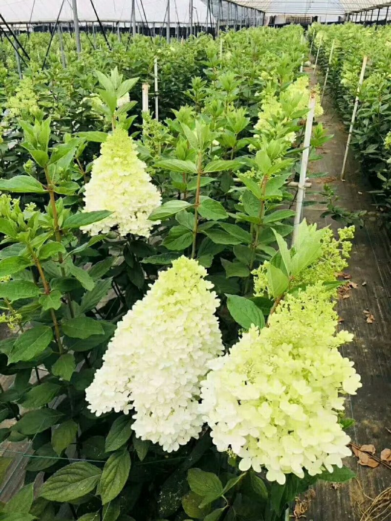 木本绣球老桩，高度可选，适应各种环境，颜色多元化
