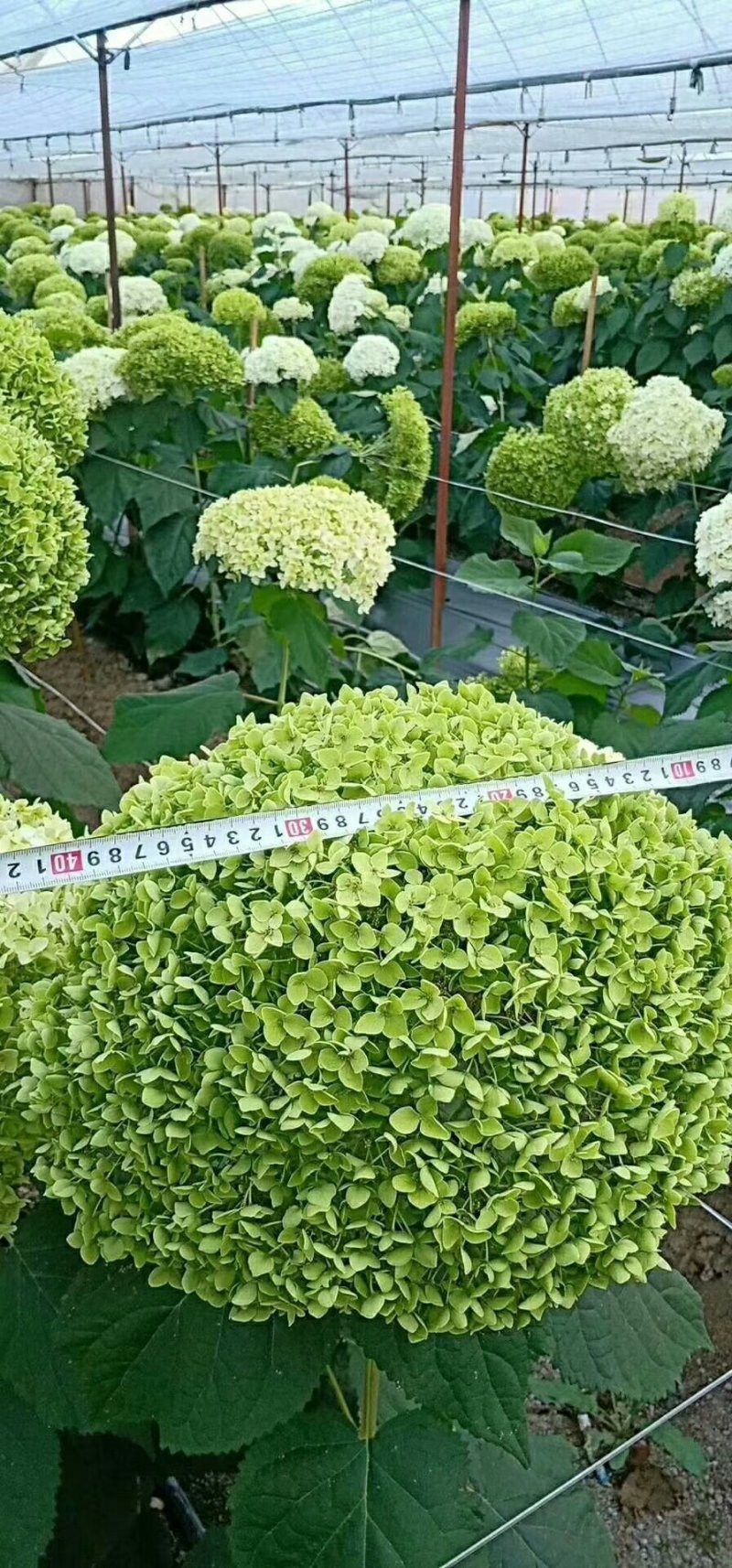木本绣球老桩，高度可选，适应各种环境，颜色多元化