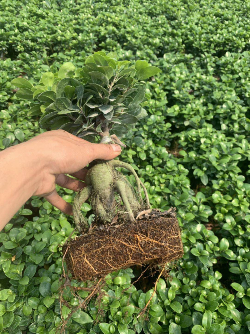 榕树盆景人参榕大小规格齐全常年供应