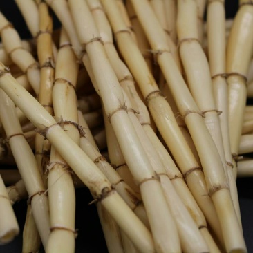 鲜野生芦苇根，现挖现发货，质量及好