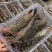 本港鲜活海杂虾剑虾斑点虾