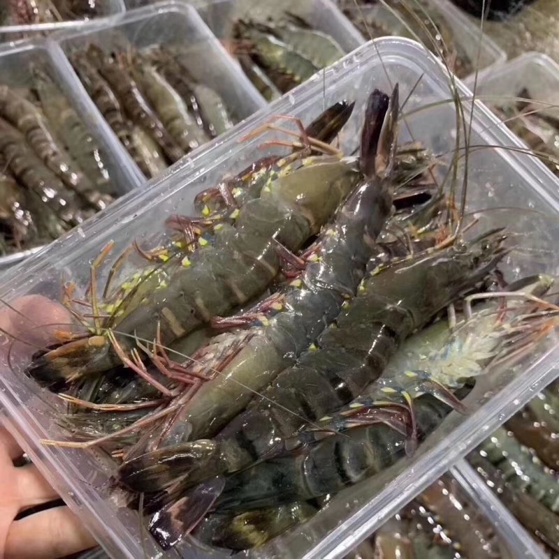本港鲜活海杂虾剑虾斑点虾