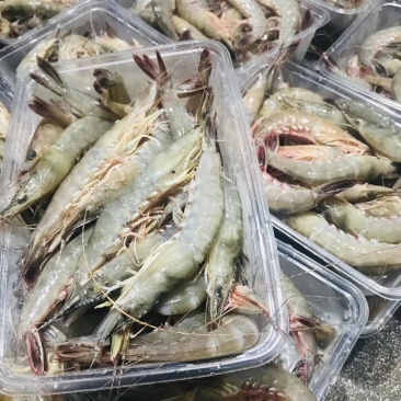 本港鲜活海杂虾剑虾斑点虾