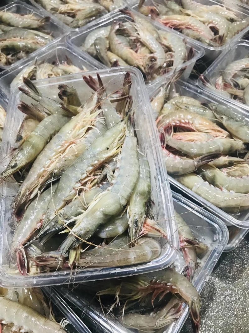 本港鲜活海杂虾剑虾斑点虾