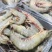 本港鲜活海杂虾剑虾斑点虾