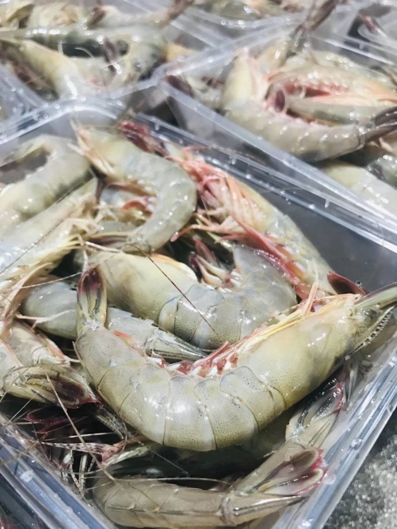 本港鲜活海杂虾剑虾斑点虾